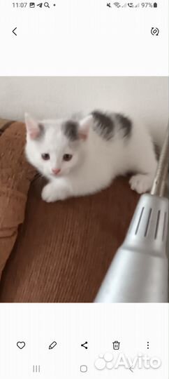 Кошка в дар