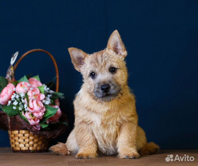 Find Norwich Terrier Puppies in your area and helpful tips and info. All purebre