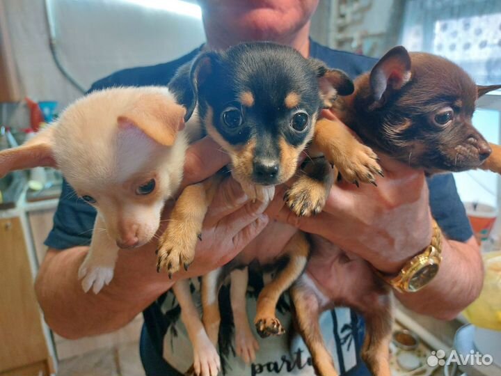 Щенки тойтерьера