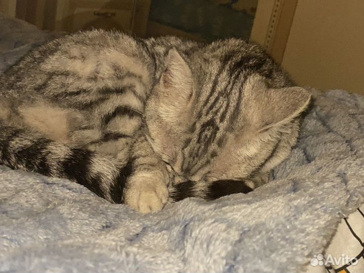 Кошка в дар бесплатно
