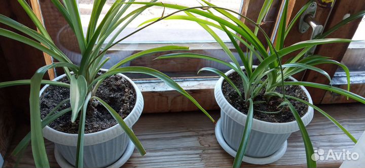 Хлорофитум