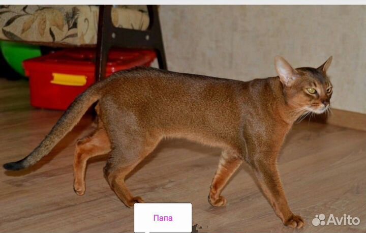 Абиссинские котята