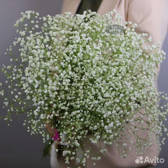 Гипсофила доставка цветов