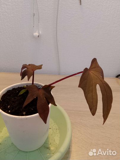 Ипомея батат