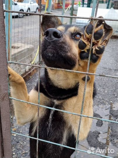 Малышка Рут в добрые руки