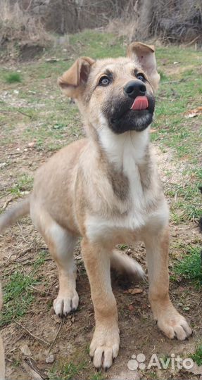 Щенок, хороший