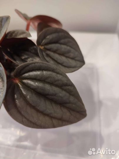 Керамический горшок.Пеперомии Милано. Лилиан