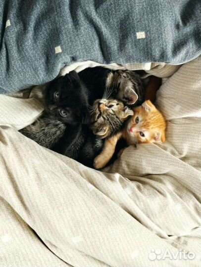 Котята отдам бесплатно