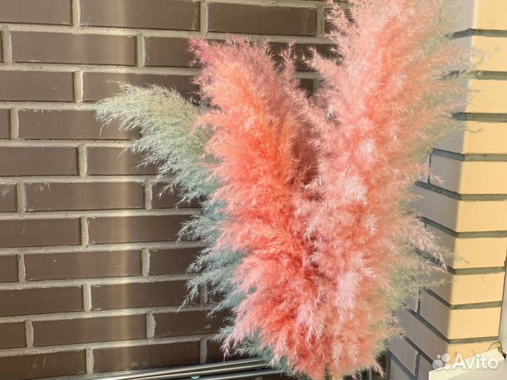 Пампасная трава/ кортадерия