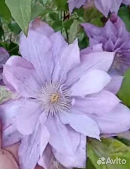 Клематис сорт Протеус