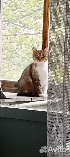 Трехцветная