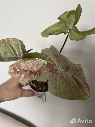 Сингониум Milk confetti