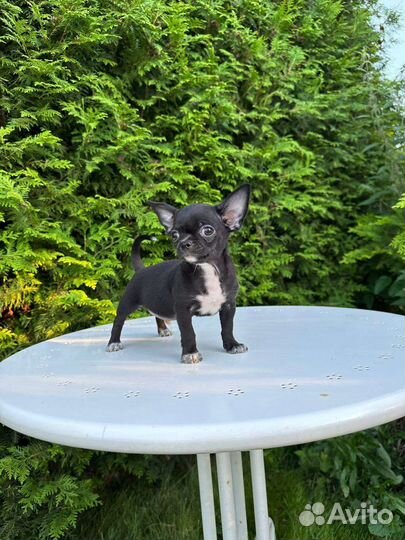 Крутой мини Отис