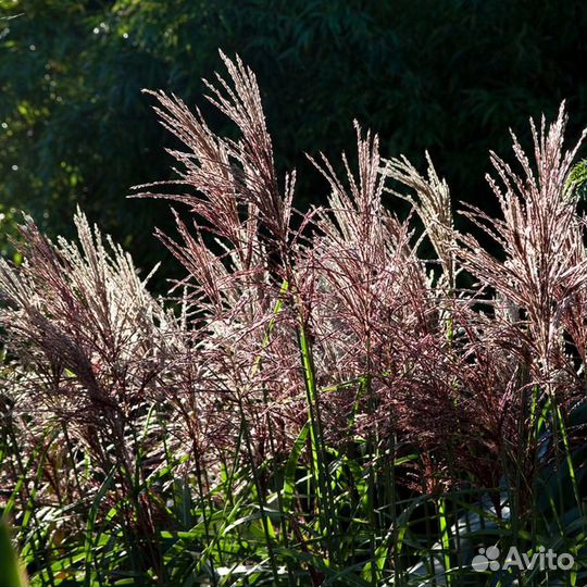 Крупномер Мискантус Литтл Зебрина