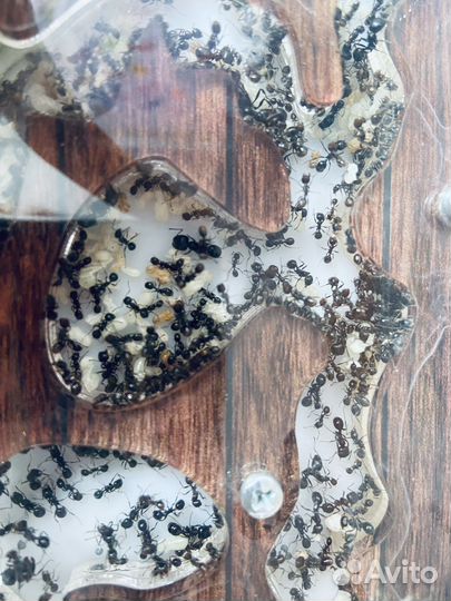 Муравьиная ферма с муравьями