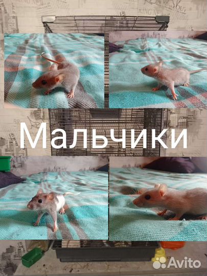 Декоративная крыса