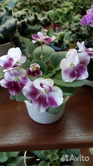 Сортовые фиалки