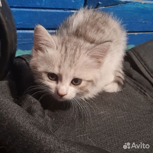 Котята отдам в добрые руки бесплатно