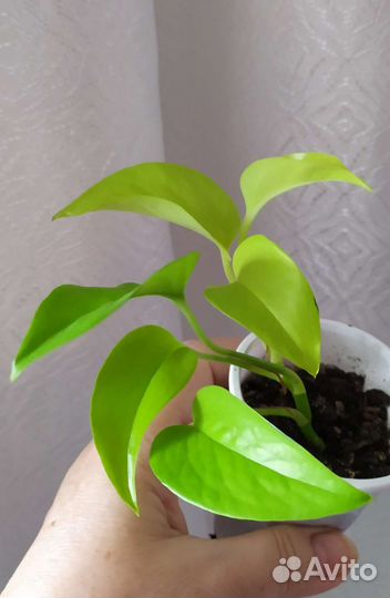 Филодендрон, Сингониум, Монстера