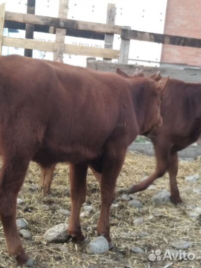 Бычки калмычки