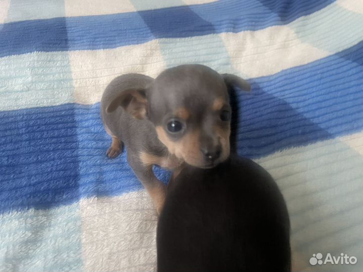 Той-терьер щенки