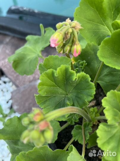 Пеларгония герань