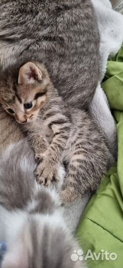 Кошки и котята