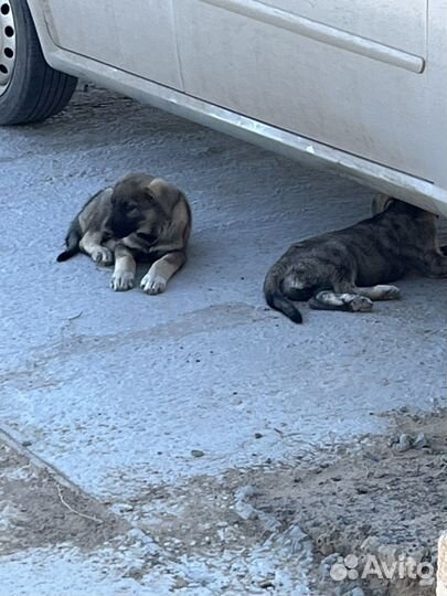 Щенки бесплатно