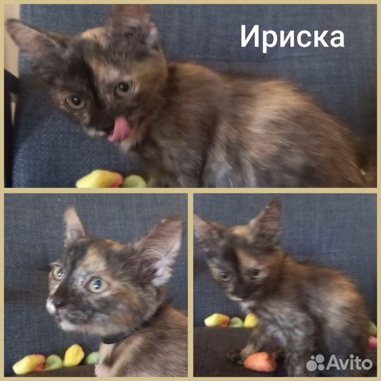 Котята в добрые руки приучены к лотку