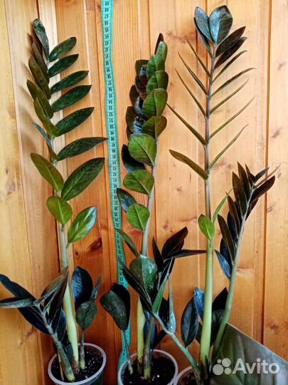 Замиокулькас dowon, zenzi и др