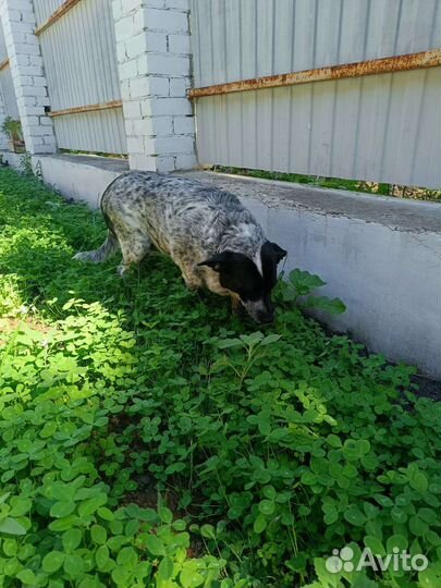 Собачка в добрые руки