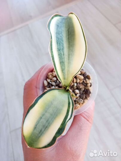 Сансевиерии разные