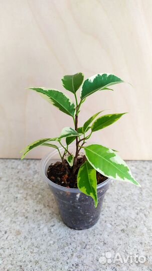 Фикусы разные