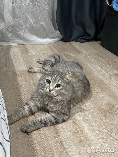 Кот в добрые руки