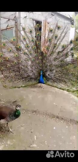 Павлины черноплечья