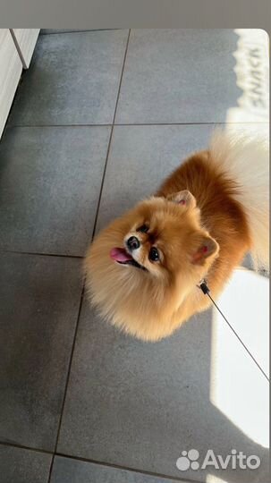 Шпиц вязка девочка