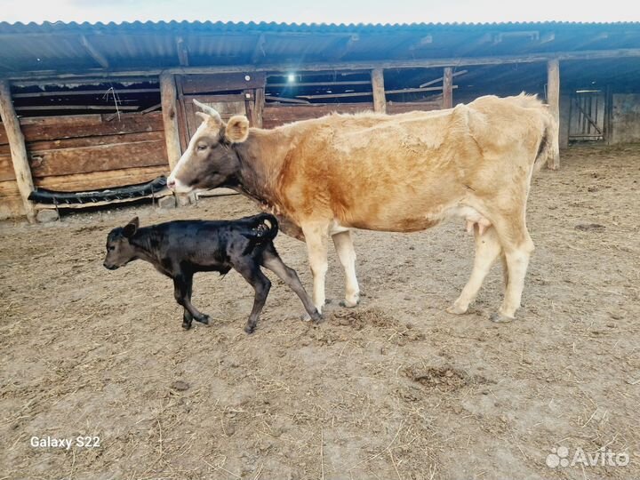 Корова с теленком