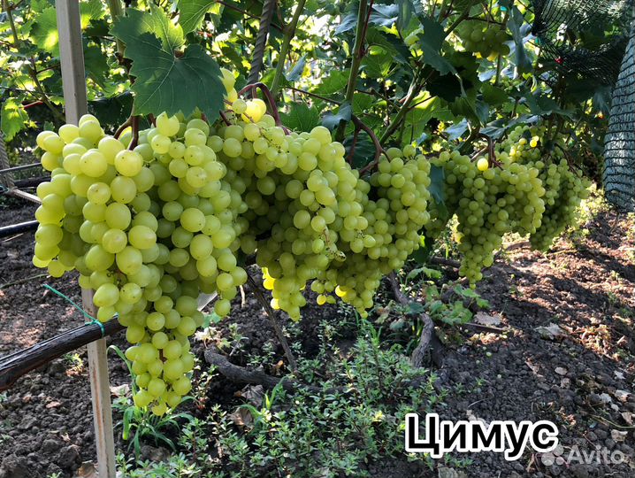 Саженцы и черенки винограда