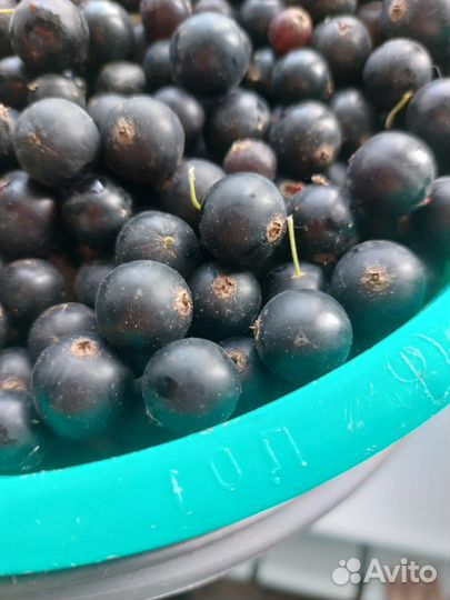 Черная смородина ягода свежая