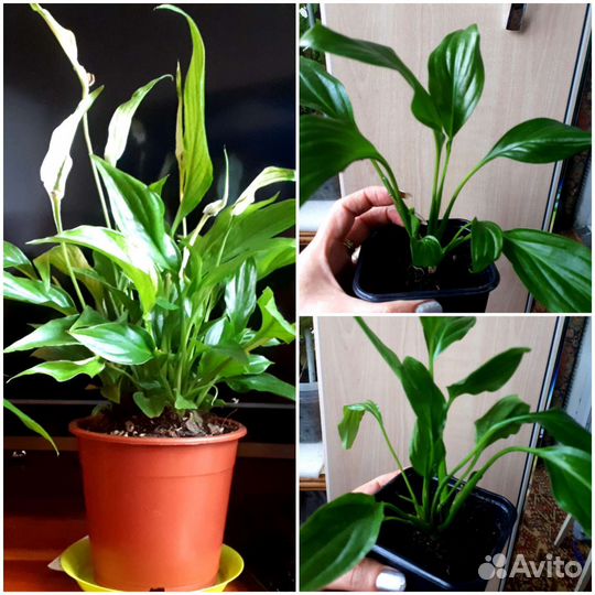 Спатифиллум-Низкорослый