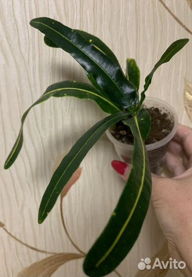 Кодиеум кротон 