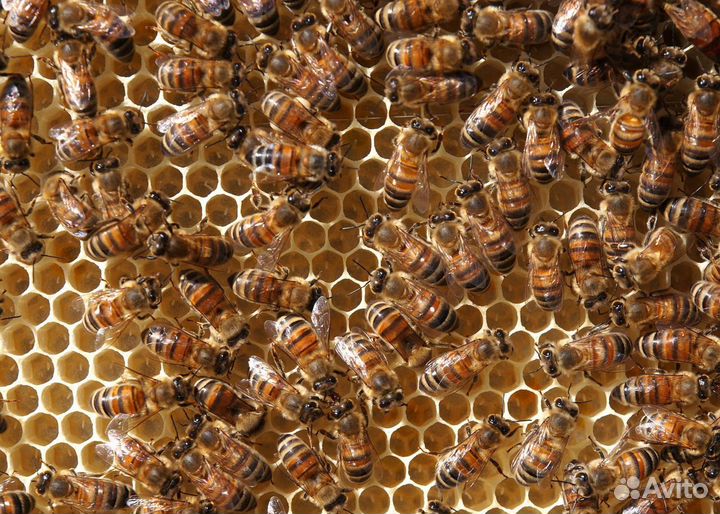 Пчеломатки