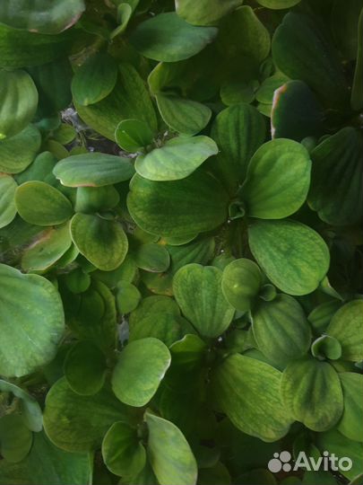 Аквариумное растение пистия