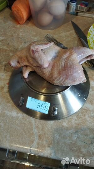 Тушка перепелов