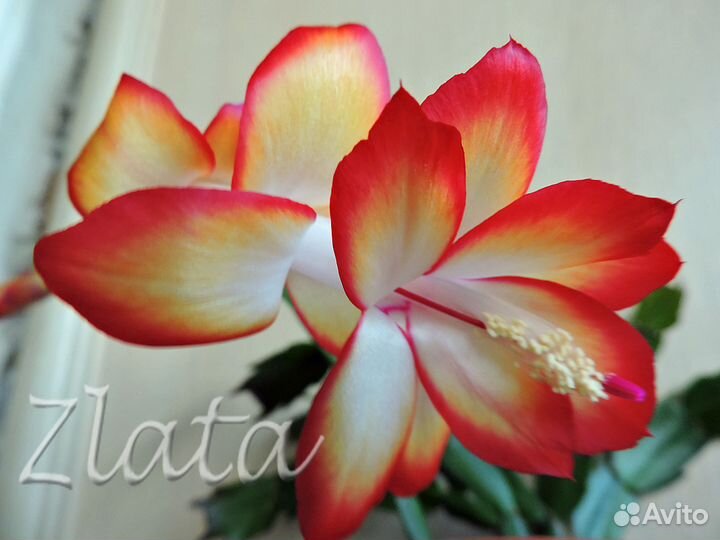 Цветы. Шлюмбергера (декабрист)