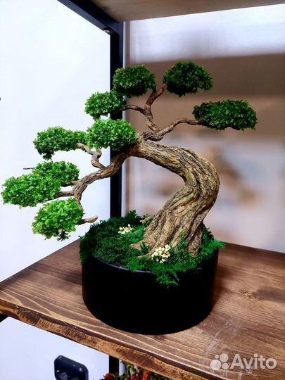 Дерево бонсай натуральное (неживое)