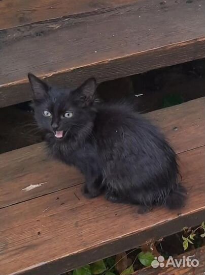 Котёнок в дар