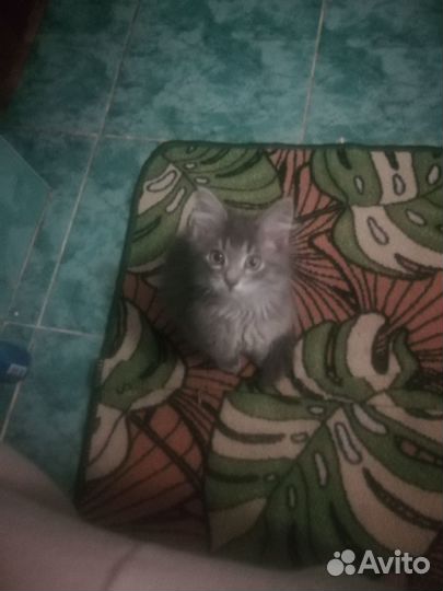 Пушистик потеряшка