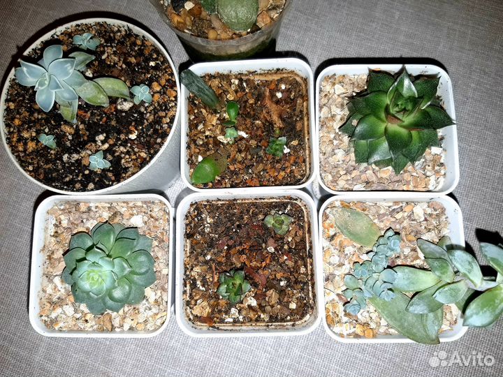 Комнатные растения