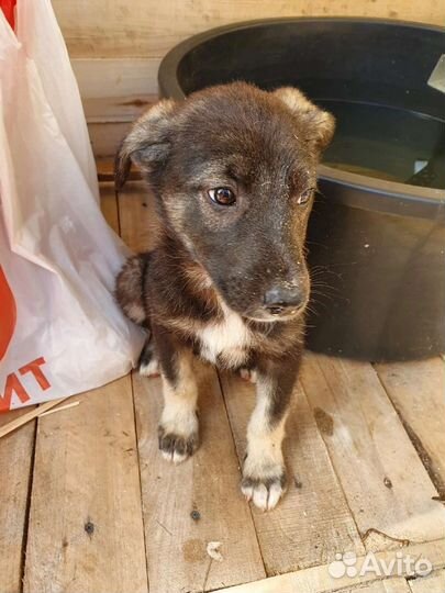 Щеноки в добрые руки